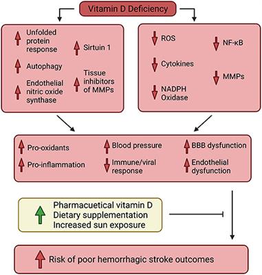 Nutritional Supplementation of Naturally Occurring Vitamin D to Improve Hemorrhagic Stroke Outcomes